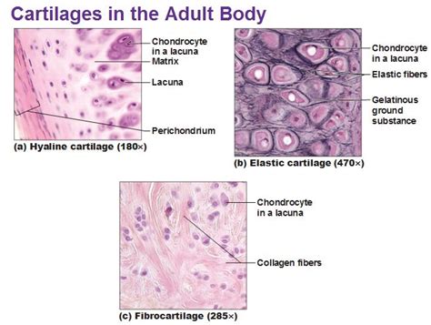 Three Types Of Cartilage Hyaline Elastic And Fibrocartilage Anatomy