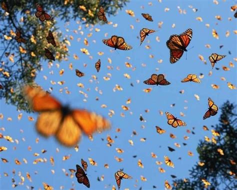 Monarch Butterfly Spring Aesthetic Pretty Pictures Aesthetic Wallpapers