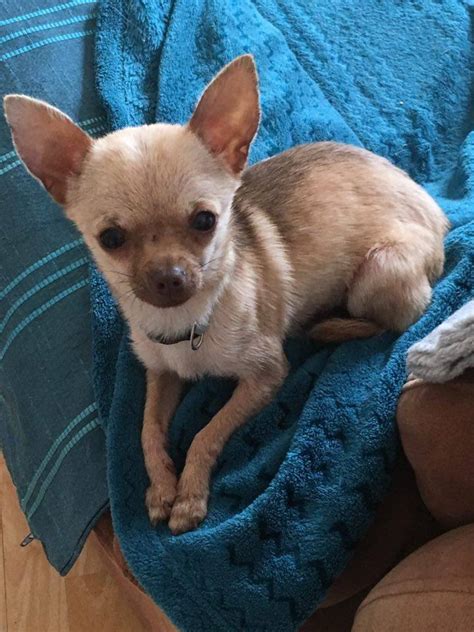 Trixie The Chihuahua Needs A New Home Dawg