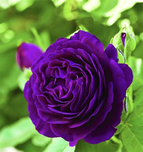 A Rare And Beautiful Rose Named Twilight Zone Love The Purple Color
