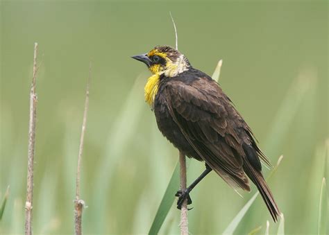 Yellowheadedblackbirdp