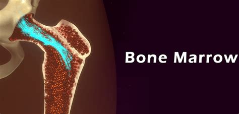What Is Bone Marrow Personalized Hematology Oncology Of Wake Forest