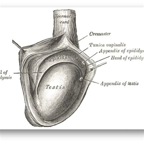 Normal Testicular Anatomy A Axial And B Longitudinal Plane Of The