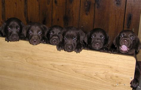 Browse 2,901 chocolate labrador stock photos and images available, or search for chocolate labrador puppy or chocolate labrador puppies to find more great stock photos and pictures. chocolate labrador puppies 5weeks old | My dog had 12 ...