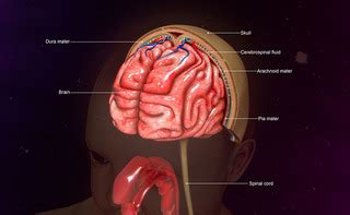 Aracnoidite significa inflamação da membrana aracnóide das meninges. Aracnoidite: le cause | Pazienti.it