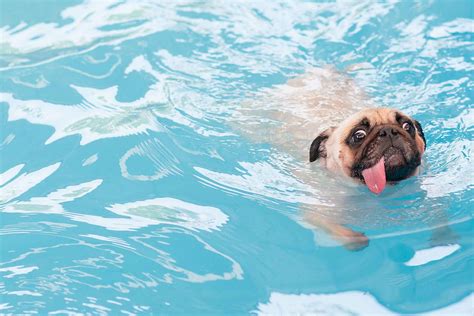 Doggy Day Swim Hathersage Swimming Pool