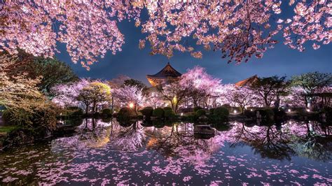 japan sakura wallpapers wallpaper cave