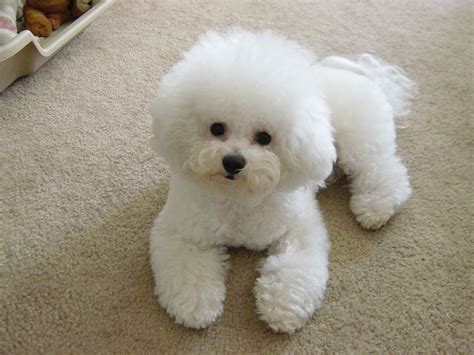 Bichon Frisee Bichon Frise Bichon Dog Cute Puppies