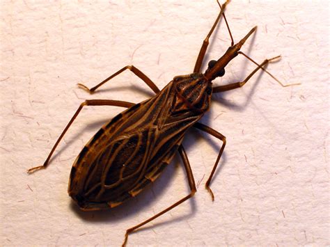 What Kissing Bugs Look Like How To Tell Them Apart From Stink Bugs
