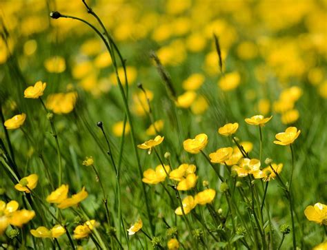 It is also known for some of the best pinot noirs in the world. Oregon Coast Wildflowers Photograph by Nancy Zavada