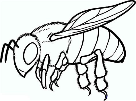 Kumpulan Gambar Mewarnai Lebah Serangga Penghasil Madu 5minvideoid
