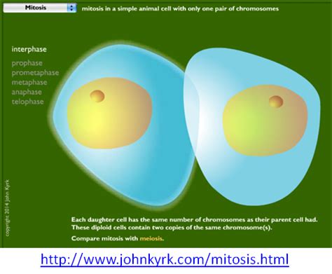 Difference between mitosis and meiosis. 1.6 Mitosis - Ms JMO's Biology Hivespace