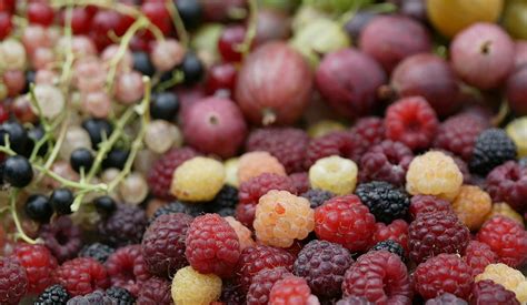 Beeren | Erdbeeren, Johannisbeeren, Himbeeren und vieles mehr - ProSpecieRara