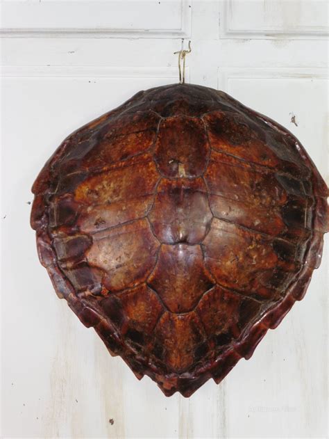 Antiques Atlas Large Turtle Shell