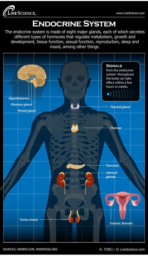 diagram of the human endocrine system infographic endocrine system human anatomy and