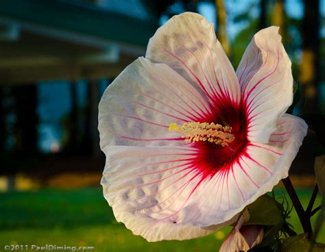 Hibiscus Sunrise Paul Diming Flickr