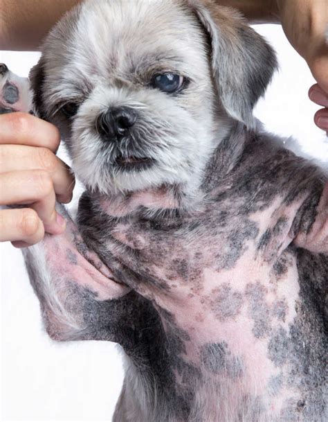 Black Spots On Dog Skin 10 Causes Pictures Vet Advice