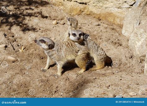 Three Meerkats Standing And Sitting In A Sandy Desert Environment Stock