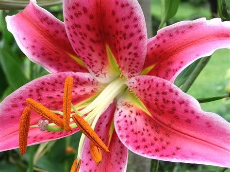 How To Plant And Grow Oriental Lilies Dengarden