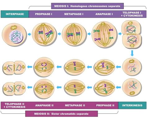 Stages Of Meiosis Review Cell Structure Quiz Quizizz Gambaran