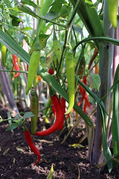 How To Plant And Grow Hot Peppers Gardeners Path