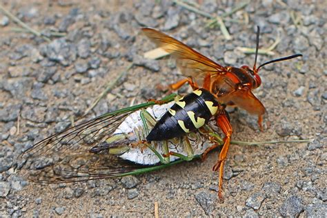 Yeah, european hornets have a lot more yellow to them, whereas cicada killers have more black and have a very different behavior. File:Eastern Cicada Killer (Sphecius speciosus) with Cicada - Bles Park, Va.jpg - Wikimedia Commons