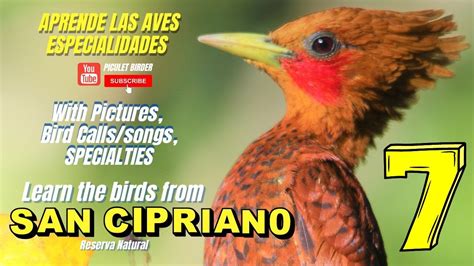 Learn The Birds From San Cipriano 7 Aprende Las Aves De San Cipriano