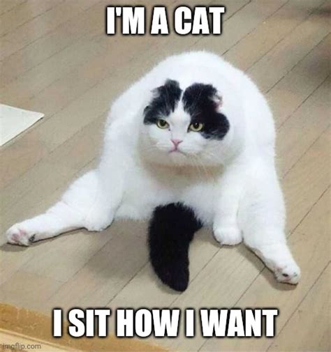 Funny Pics Of Fat Cats With Captions