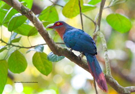 Ekor indah ini biasanya dimiliki . 23 Gambar Burung Cantik dan Indah di Dunia - Kumpulanaplikasi