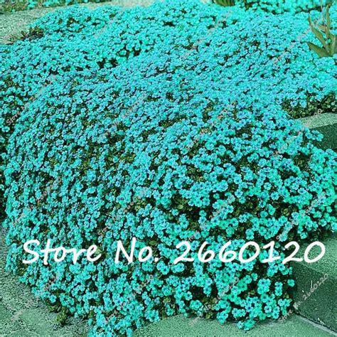 100 Pcs Colorful Rock Cress Creeping Thyme Perennial Ground Cover