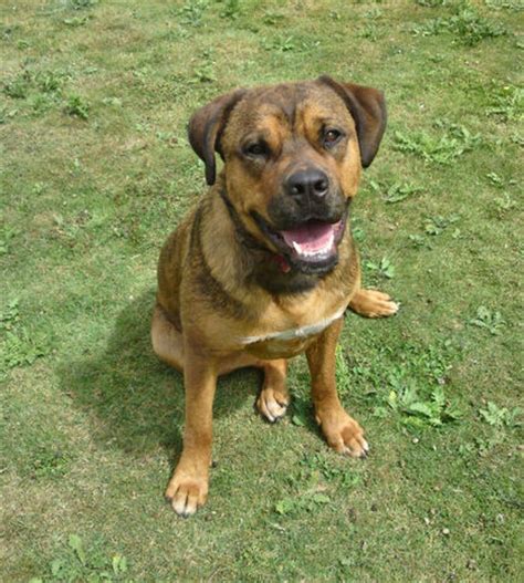 Maybe you would like to learn more about one of these? Kiara - 15 month old female Cane Corso cross Rottweiler ...