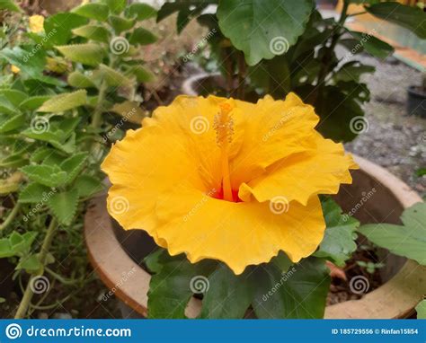 Beautiful Yellow Hibiscus Malaysia National Flower In The Garden Stock