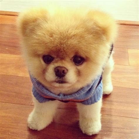 1000 Images About Boo The Cutest Dog Eva On