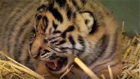 Adorable Tiger Cub Moments Part 1 Bbc Earth Bbc Earth Thewikihow