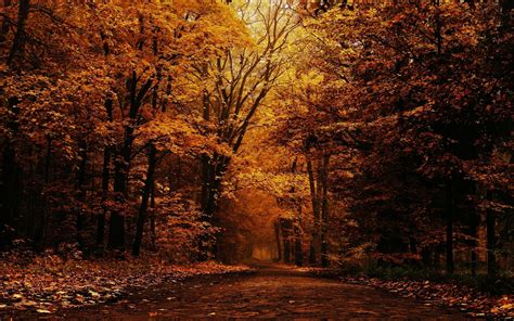 Landscape Nature Tree Forest Woods Autumn Wallpapers Hd Desktop