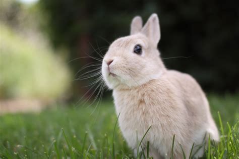 Rabbit Full Hd Wallpaper And Background Image 2048x1365 Id396349