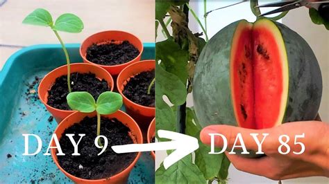 Growing Watermelon 2 Sugar Baby Melon From Seed To Harvest YouTube