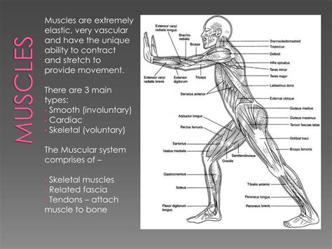 Muscular System Major Organs