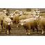 64000 Sheep Shipment May Be Blocked Following Live Export Scandal