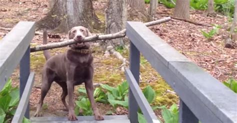 Dog Cant Fit Huge Stick On A Narrow Bridgewatch How He Solves The