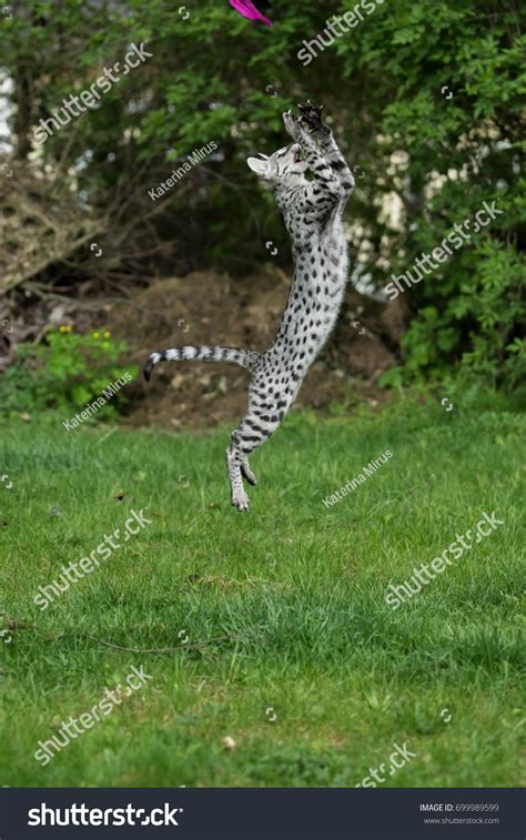 Jumping F1 Savannah Cat Stock Photo 699989599 Shutterstock