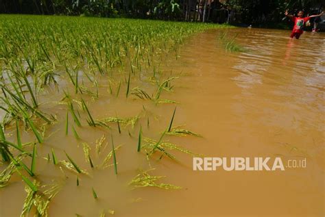 648 Hektare Tanaman Padi Terendam Banjir Republika Online