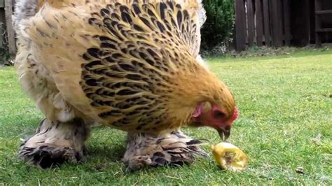 What Do Chickens Eat For Treats And In The Wild 7 Excellent Ideas