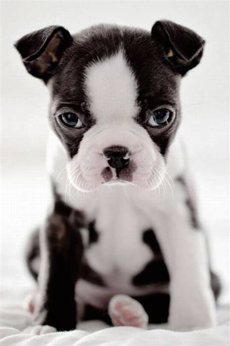 20 Cute Boston Terrier Dog Pictures You Will Love Fallinpets