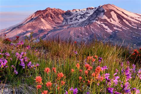 Mount St Helens Rises Beyond The Flowers Explorerron Flickr