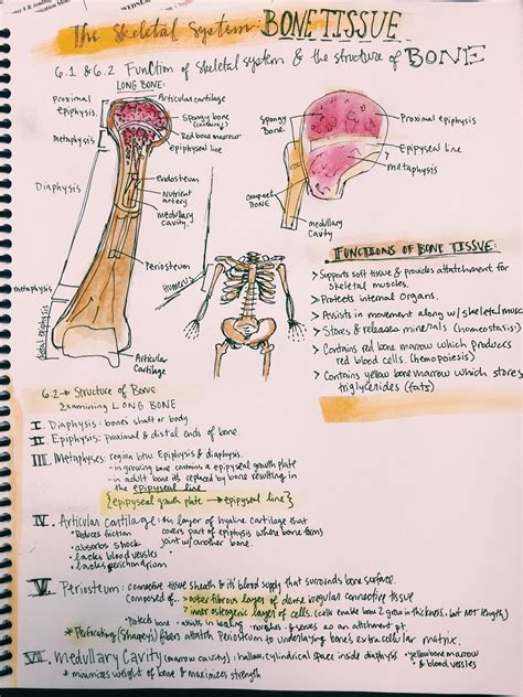 Tremendous advantages have been gained from this erect posture, the chief among which has been the freeing of the arms for a great variety of uses. Bones and Bone tissue notes from Meriub | Human anatomy ...