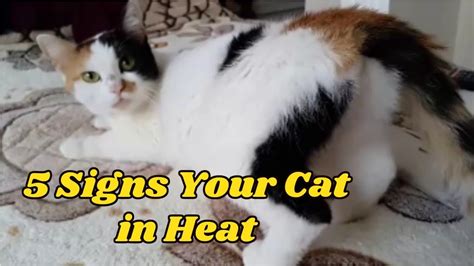 5 Signs Your Cat In Heat Youtube