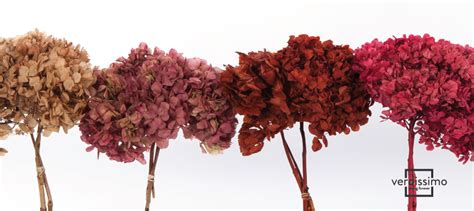 The gorgeous preserved roses that last for years are also available in our sundries department. Verdissimo: The largest Wholesaler of preserved flowers 💮