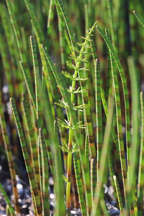Below are general guidelines for planting and caring for them in the ground and in pots. Horsetail