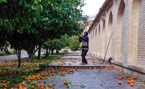 فرارو تصاویر نارنج چینی در باغ ارم شیراز